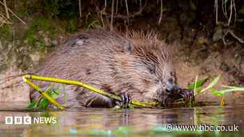 Wildlife conservation work to get £1m boost