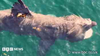 New research into basking sharks around island