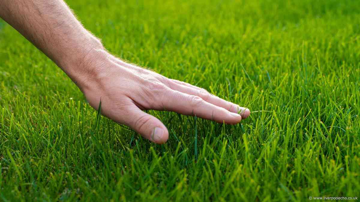 Lawns will stay green and thick if you do 1 simple task twice a week before August arrives