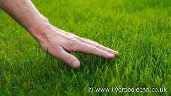 Lawns will stay green and thick if you do 1 simple task twice a week before August arrives