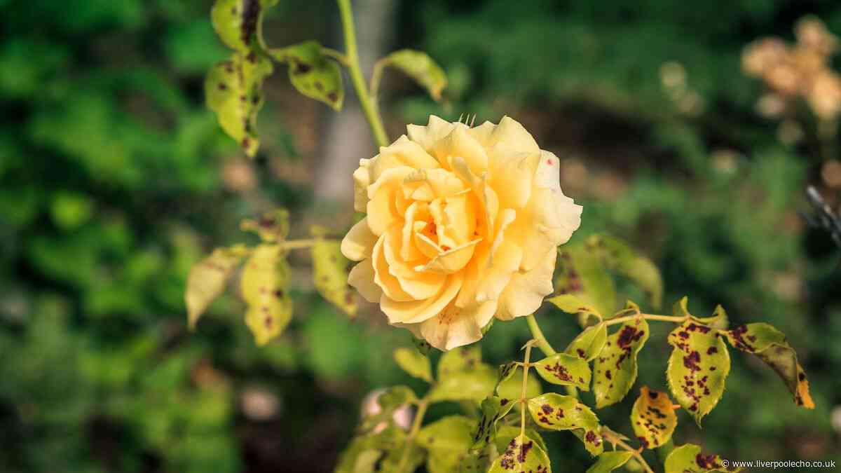 Roses will stay healthy and black spot-free if you do 1 simple task in July