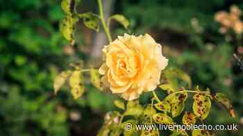 Roses will stay healthy and black spot-free if you do 1 simple task in July