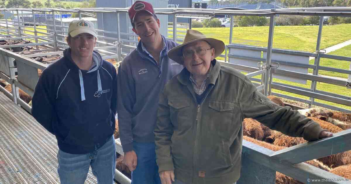 Carcoar defies the winter chill, maintaining numbers, weight and quality