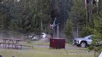 Bison throws man into the air