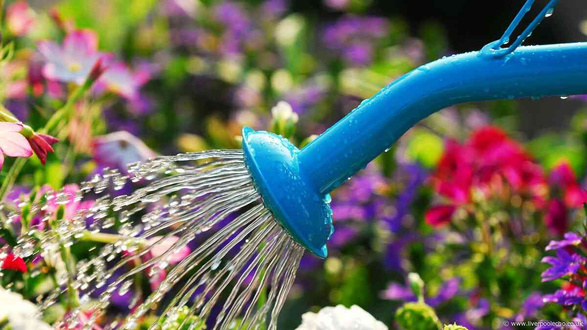 Best time of day to water your plants to avoid killing them – 3 gardening experts agree
