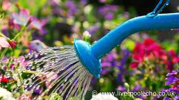 Best time of day to water your plants to avoid killing them – 3 gardening experts agree