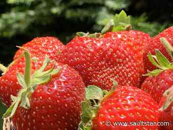 Strawberry social planned at Sault church