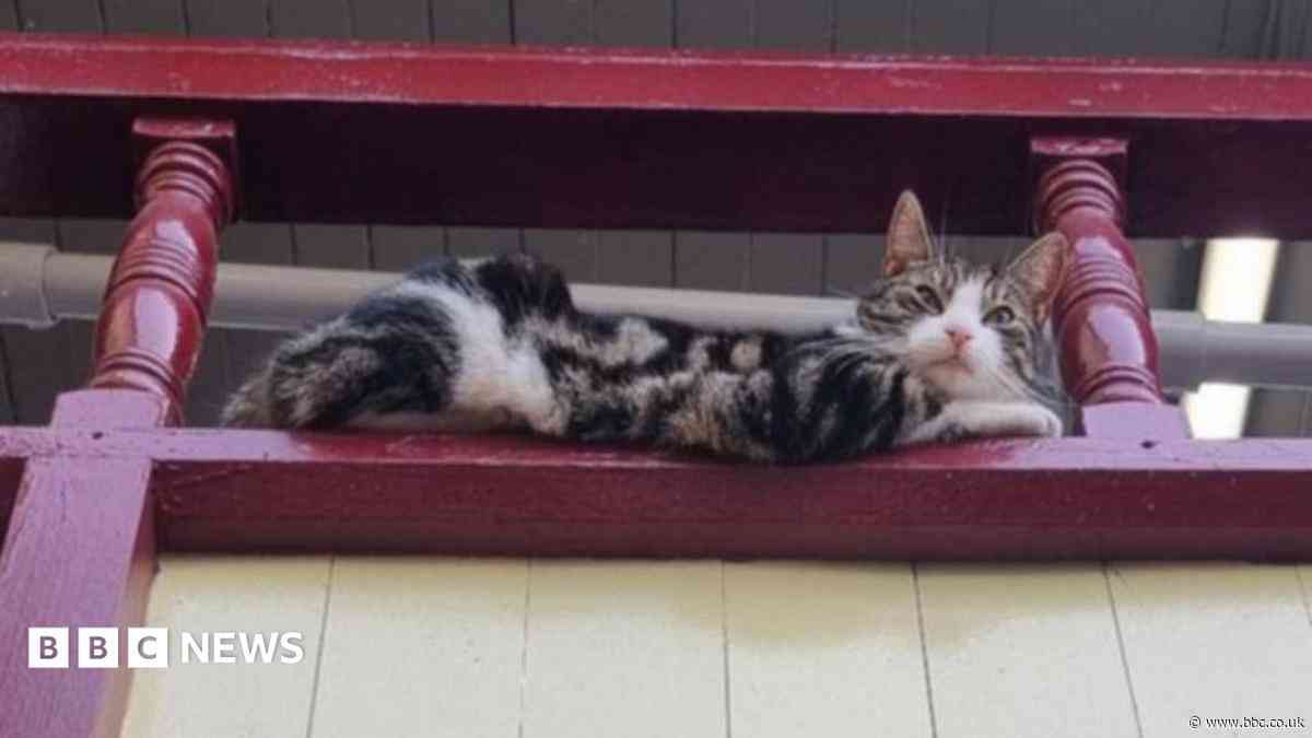 Appeal to fund railway station cat's vet bill