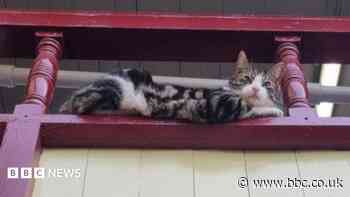 Appeal to fund railway station cat's vet bill