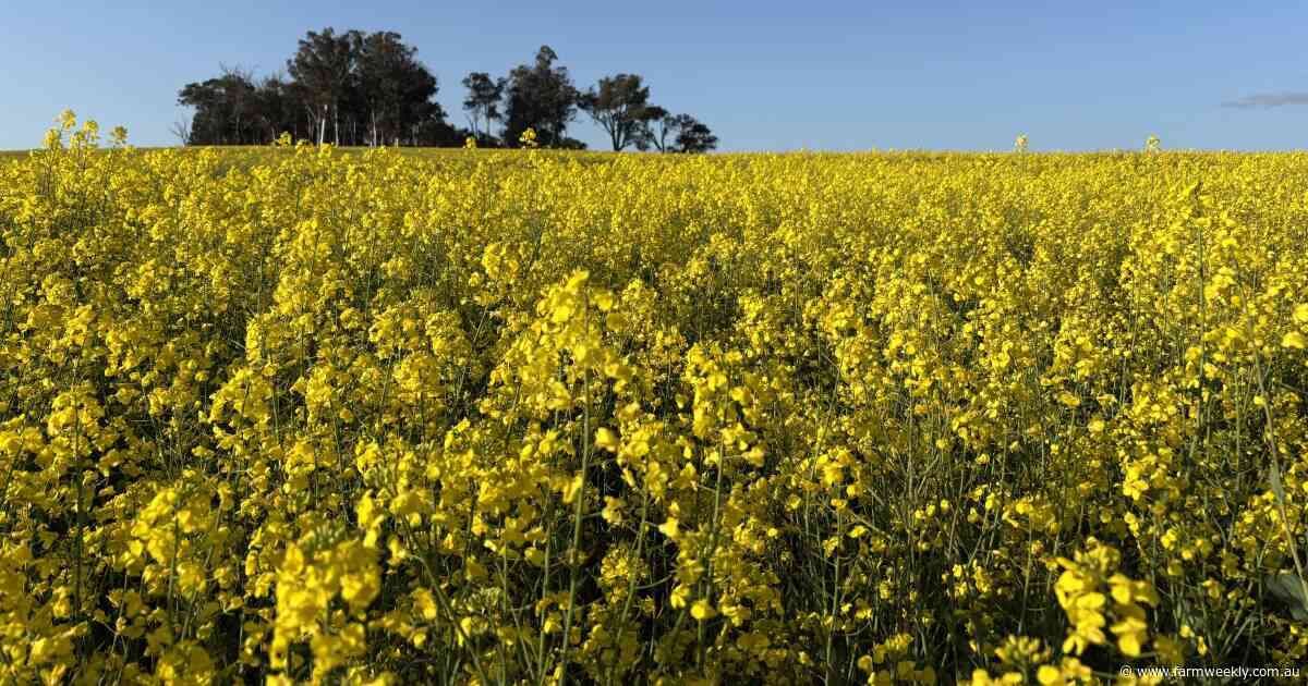 Esperance project aims to boost fuel sovereignty using locally grown canola