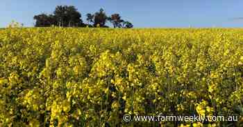 Esperance project aims to boost fuel sovereignty using locally grown canola