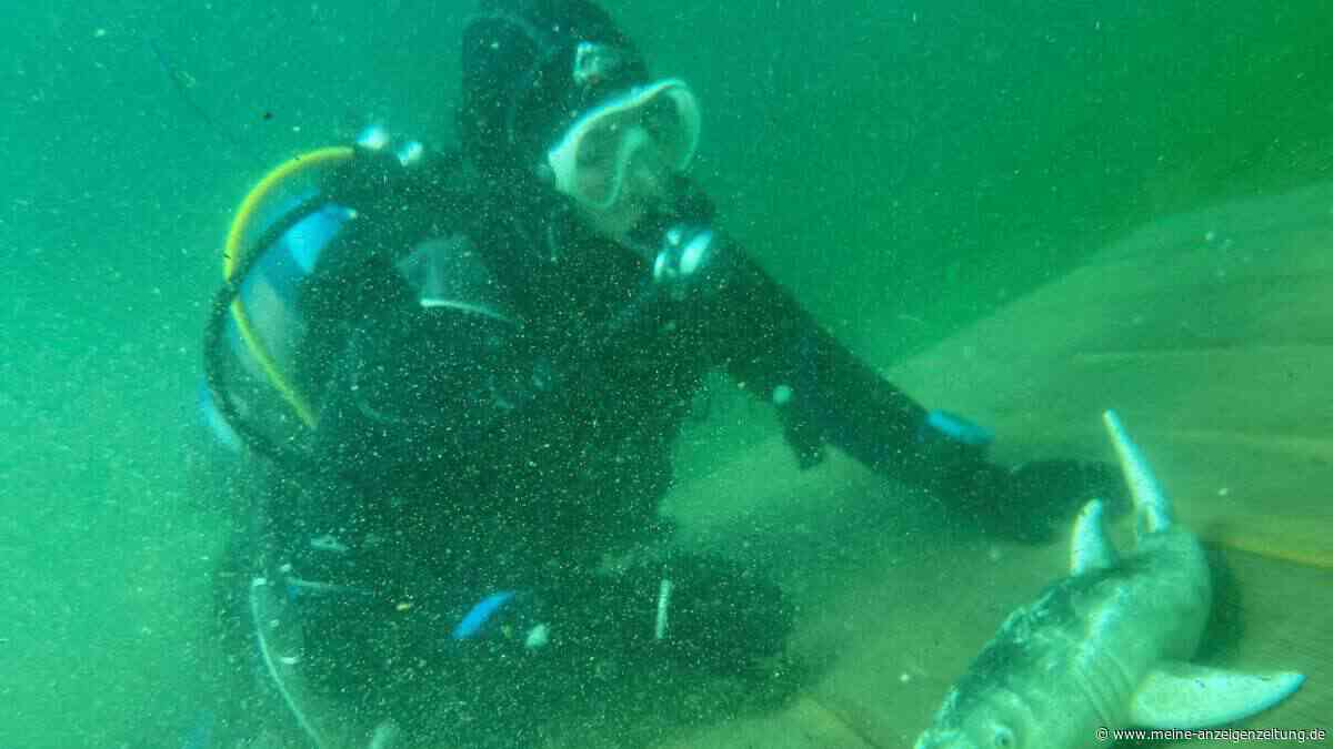 Tauchen im Echinger Weiher: Plastikhai grinst in viereinhalb Metern Tiefe