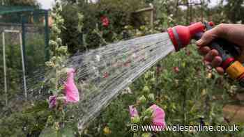 Deadheading mistake that stops your plants from flowering twice