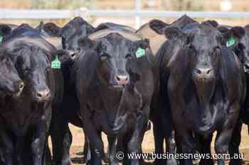 Opinion: Shifting breed mix in WA cattle