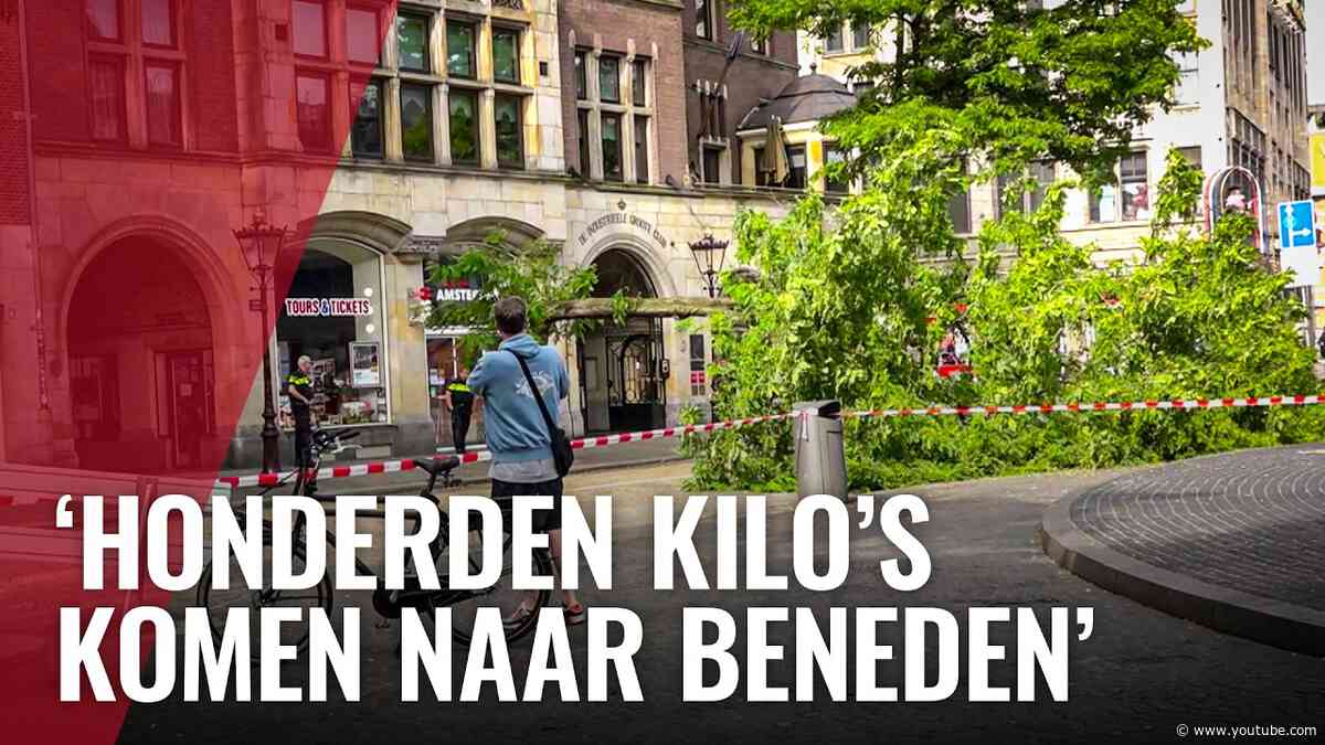 Boom omgevallen op de Dam
