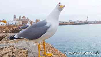'Drunk' seagulls seen in seaside towns after feasting on insects - 'gulls can act a bit woozy'