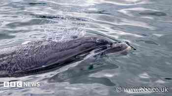 Dolphins Squiggle and Squashy 'an important part of lough'
