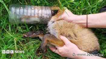 Litter warning as fox cub's head stuck in plastic bottle for days