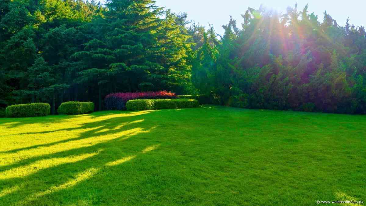 Lawns will grow healthier grass and stay weed-free if you do 1 simple job in July