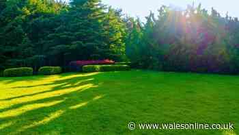 Lawns will grow healthier grass and stay weed-free if you do 1 simple job in July