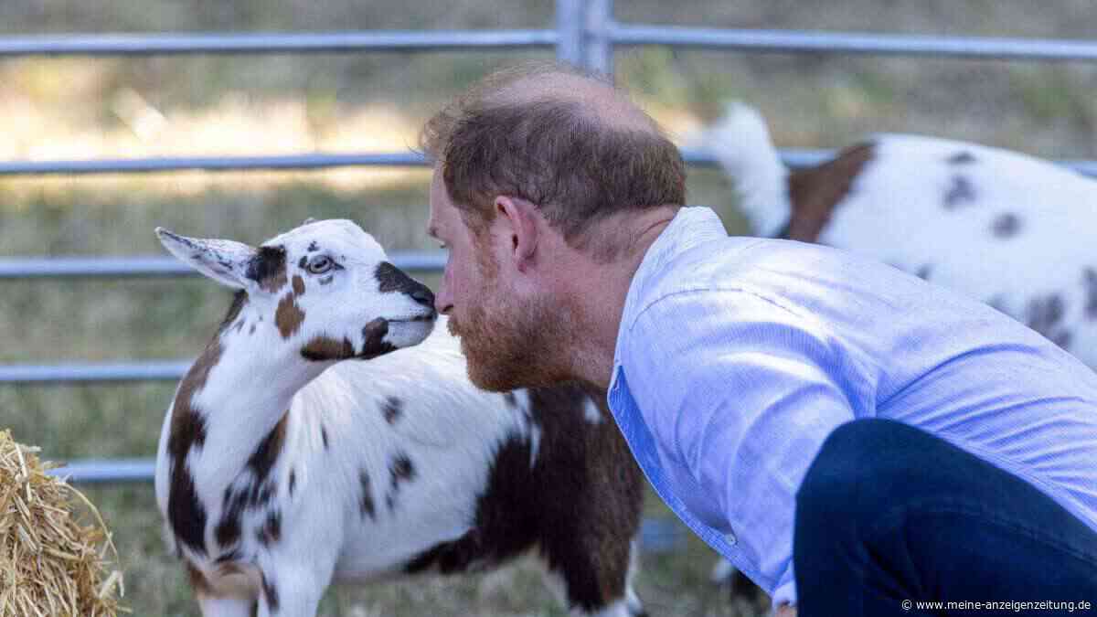 Ziege trifft Prinz Harry untenrum bei skurriler Yoga-Session