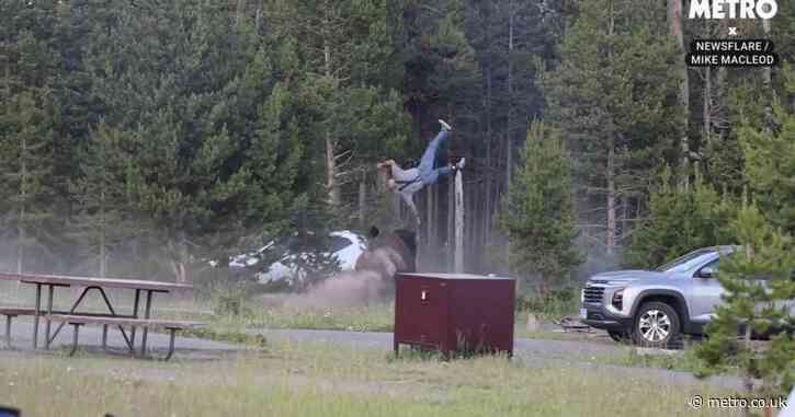 Bison hurls man 8ft in the air after chasing him through trees