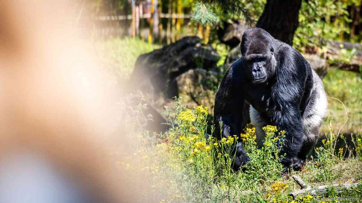 Ontsnapte aap Beekse Bergen laat zich nog niet vangen