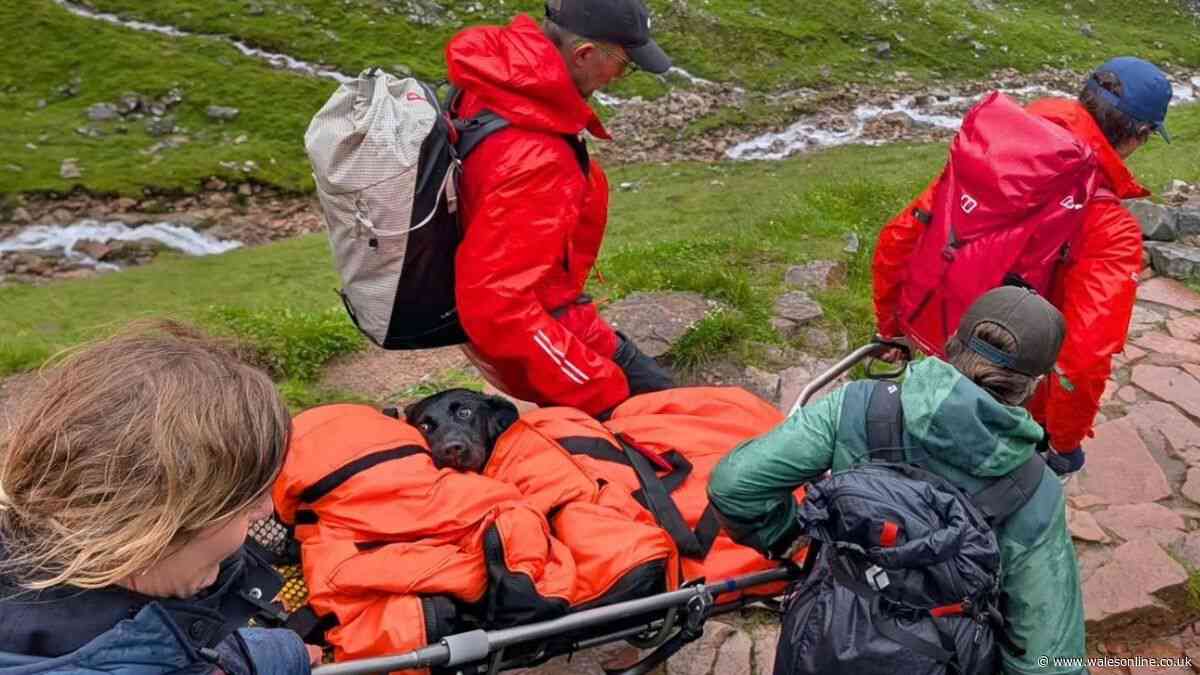 Dog rescued from Ben Nevis after suspected cannabis poisoning
