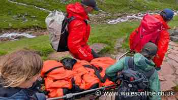 Dog rescued from Ben Nevis after suspected cannabis poisoning