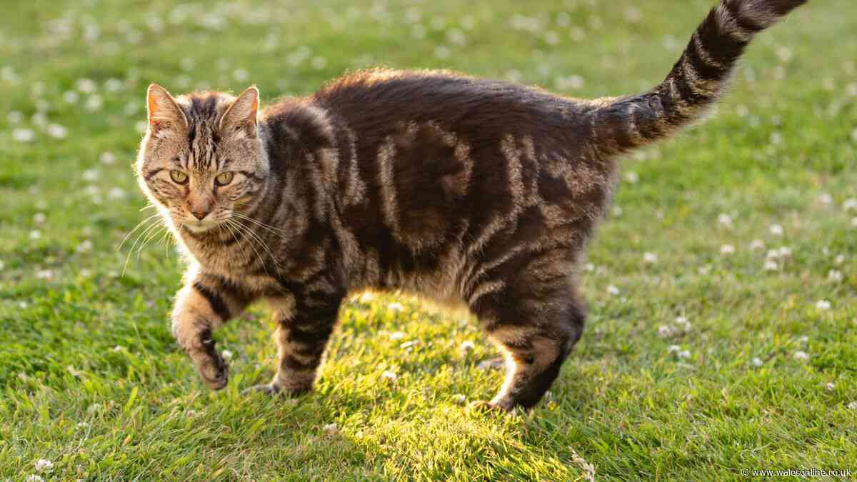 David Attenborough's advice for 10 million cat owners in the UK