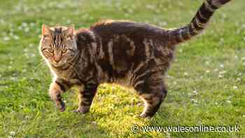 David Attenborough's advice for 10 million cat owners in the UK