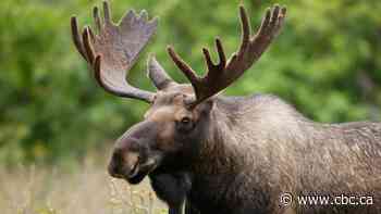 Mi'kmaw group to study impact of DDT, glyphosate on N.B. moose