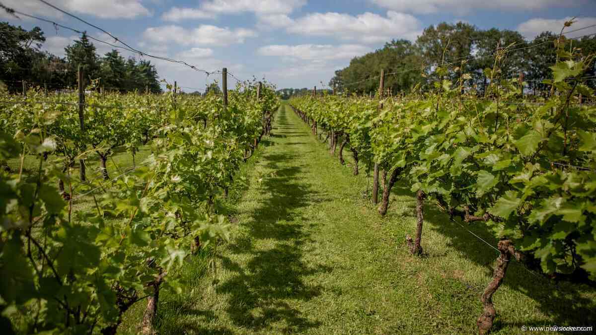 Nederland aantrekkelijker voor wijnbouw: 'Maar het is niet hoe heter, hoe beter'