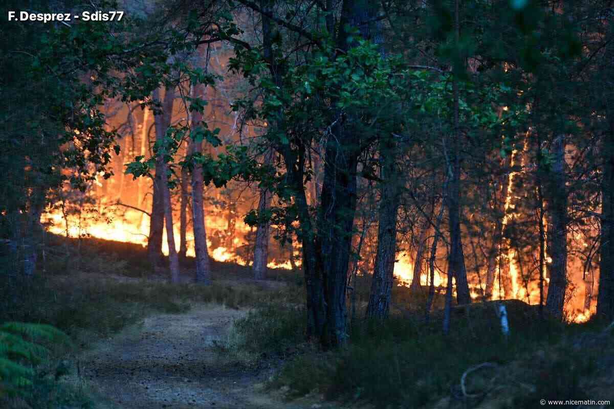 800 hectares parcourus, 900 personnes évacuées, « une origine volontaire » évoquée… On fait le point sur l’incendie qui ravage la forêt de Fontainebleau