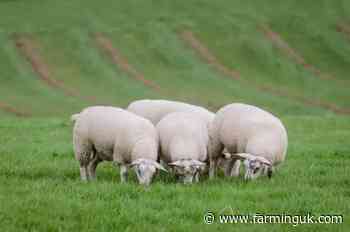 Scottish lamb prices remain 25% above five-year average