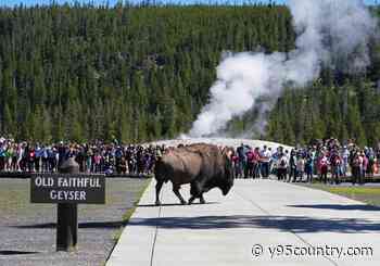 A Slow June At Yellowstone But A Lot Of People Still Showed Up