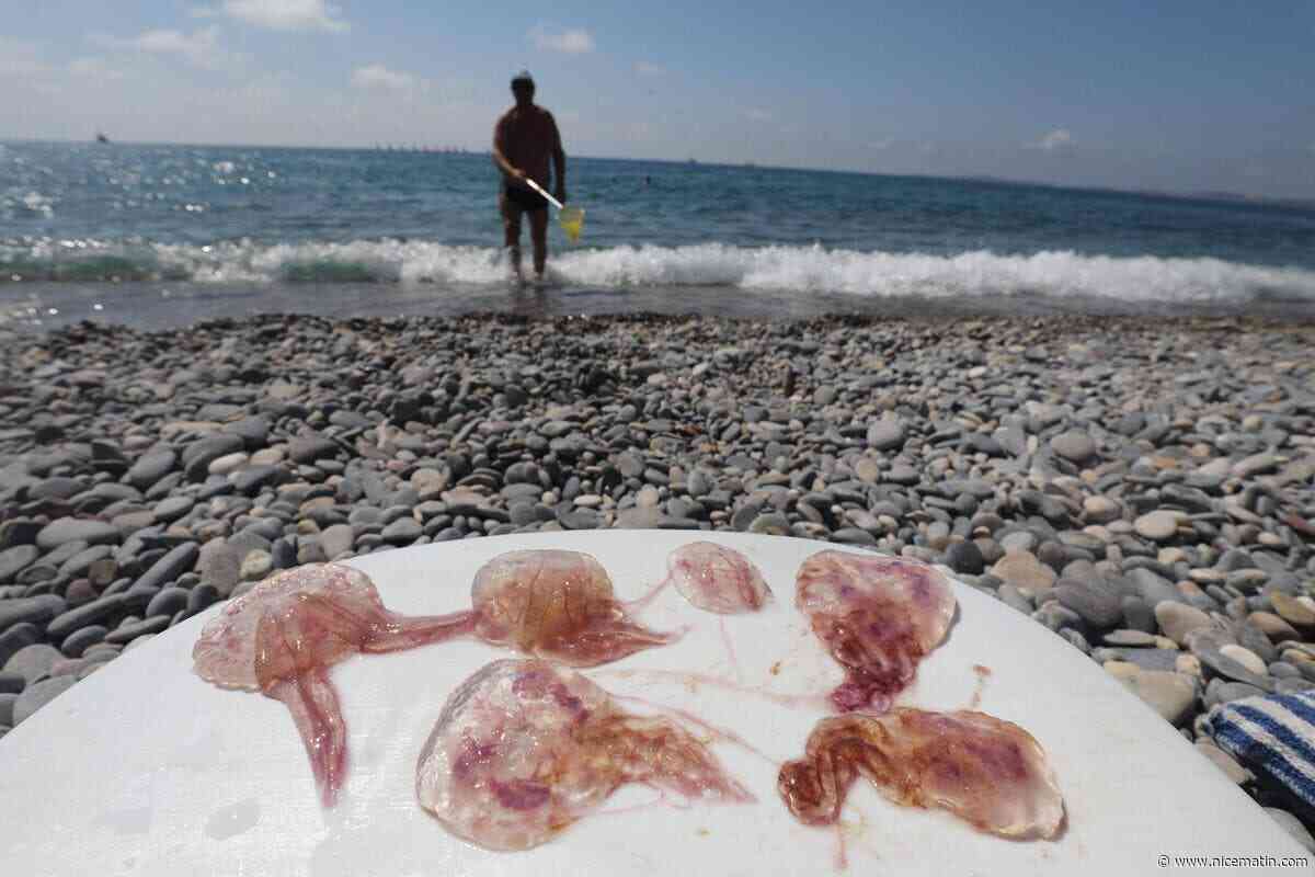 Leurs filaments très urticants peuvent gâcher le plaisir des baigneurs sur les plages de la Côte d’Azur : que faire en cas de piqûre de méduses ?
