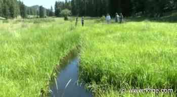 Beaver-inspired restoration revives historic wetlands in New Mexico mountains