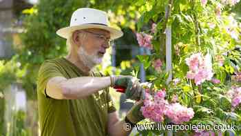 Butterflies will flock to your garden during summer if you plant one flower