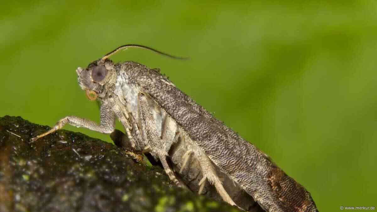 Apfelernte retten: Warum Sie befallene Früchte unbedingt am Baum pflücken müssen, nicht vom Boden