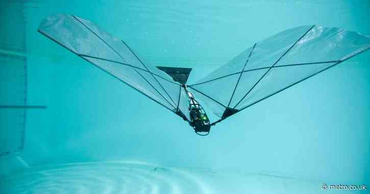 New robot can swim underwater before flying through the air like a bird