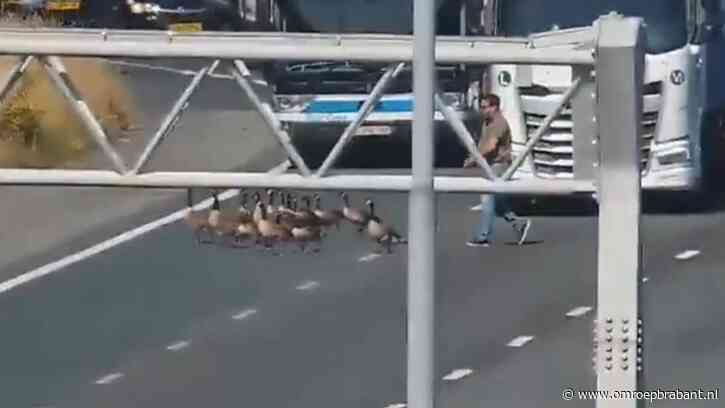 Ganzenfamilie steekt stapvoets A58 bij Tilburg over, automobilist grijpt in