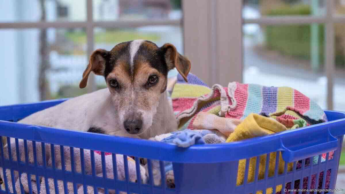 Dieser Trick beruhigt deinen Hund – und kostet dich nichts
