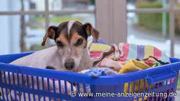 Dieser Trick beruhigt deinen Hund – und kostet dich nichts