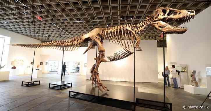 You can own a real T Rex named Gus for £23,000,000