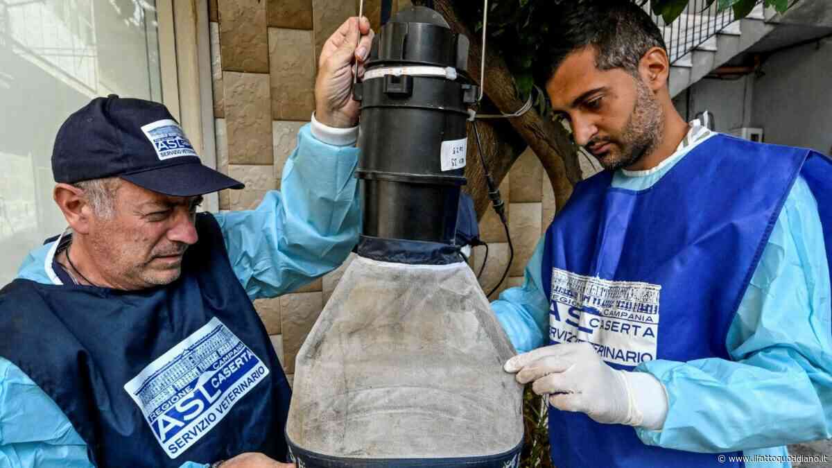 West Nile e caldo estremo, ricoveri per il virus delle zanzare in sei regioni. La prevenzione per evitare il numero di infezioni (e gli oltre 30 decessi) del 2025