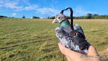 Pigeons’ shifting gaze could help drones navigate more like birds: UBC study