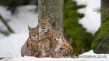 Northumberland council's opposition to lynx proposals 'disappointing', wildlife groups say
