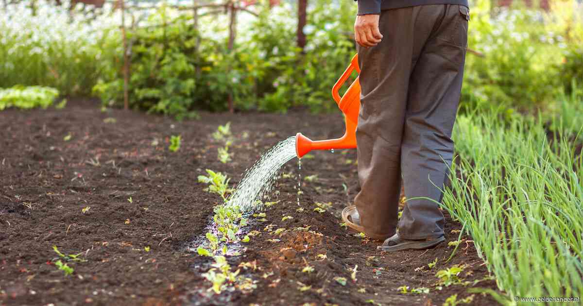Kurkdroog en toch staat jouw tuin er piekfijn bij? Deel je beste tips!