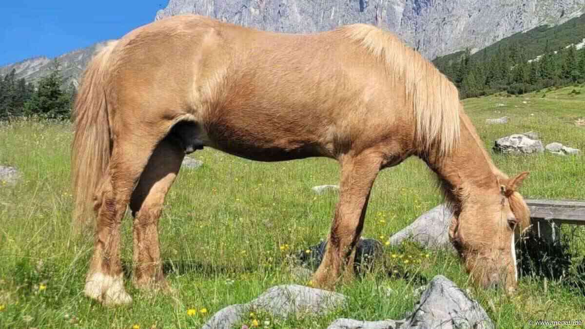 Isländer „Floki" verschwindet von Hochalm – Polizei ermittelt wegen Diebstahls